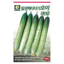 흑원경 가지 씨앗 100립 - 가지씨앗 채소씨앗 야채씨앗 종묘 종자 베란다 텃밭 채소재배 씨 씨앗 오이 호박 방울토마토 수박 참외 멜론, 05_다농_일성백다다기 오이(흑침)(50립)