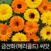 금잔화씨앗 금잔화 씨앗 메리골드 꽃씨앗 꽃씨 70알
