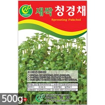 대용량 메밀 새싹 씨앗 500g / 새싹씨앗 메밀씨앗 메밀새싹씨앗 새싹메밀 메밀씨 새싹씨앗메밀, 09_새싹대용량_청경채(500g)