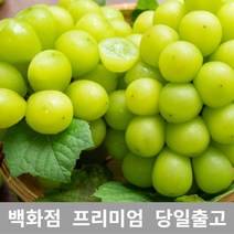 샤인머스켓 4kg 샤인머스켓묘목 과일선물세트 샤인 430422EA, 1, 본상품선택