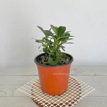 아데니움 석화(소) 사막의장미 라고불리는