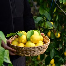 (메카몰) 퍼시픽초이스 레몬 후레쉬 200ml, 12개