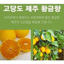 제주 황금향 선물용 4.5k 19-25과 성인병예방 수험생 비타민C 피로회복 명절 다이어트식단