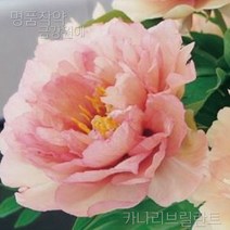 명품 작약 숙근 입고 금강원예, 카나리브릴란트
