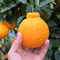 (담아팜) 최상품 꿀당도 한라봉 3kg 5kg 10kg, 최상품 한라봉 10kg 대과 (18-26과)