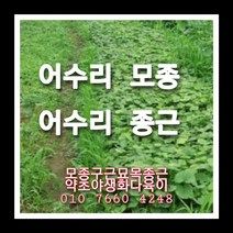 어수리 70주 어수리모종 어수리씨앗재배, 1개