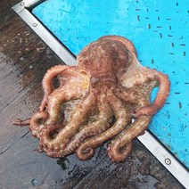 통영문어 돌문어 활문어 1kg, 1개, 상세페이지 참조