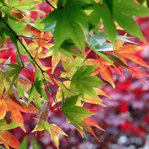 [모든원예조경] 단풍나무 묘목 (실생2년생) 상묘 단풍묘목 조경수 관상수, 1개