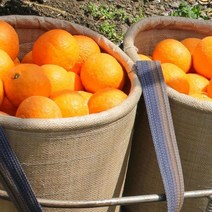 제주특산물 카라향 로얄과 5kg(벌크), 상세페이지 참조