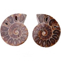 Vikye 희귀석 장식품 관찰 달팽이 삼엽충 암모나이트 화석, 4cm