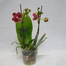 하이시티팜 향기나는 미니호접란 레드피치, 외대