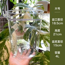 몬스테라 수경 재배 물꽂이 화분 새싹 열대 식물 플랜트 투명 미니 화분, 4리터, E_수경재배 전용