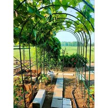 포도 넝쿨 지지대 덩굴 지주대 정원 장미 아치 대문, 흰색 파이프 폭 3.5m 높이 2.2m