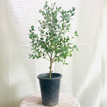 파블로 유칼립투스 외목대 중품 40~50cm 119, 1개