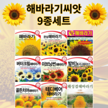 해바라기 씨앗 9종세트 해바라기 꽃씨 모음