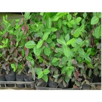 노랑 줄사철 x 10포트 생울타리 노지월동 정원수 조경수 상록수 봄 여름 꽃 나무 묘목 (DU), 10개