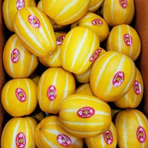 성주 꿀참외 프리미엄 참외 5kg, 1.참외 가정용 5kg 랜덤