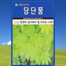 당단풍 씨앗 단풍나무 씨 종자 100립, 1개