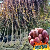 자두 특묘목 1주 왕피자두 자두나무묘목 결실주 과실수, 1개