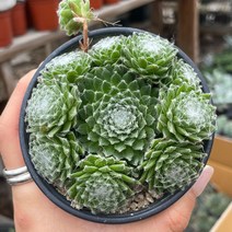 청거미줄 바위솔 용인수다육, 1개
