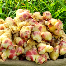 [싱싱다모아] 2022년 햇 생강 5kg 봉화 안동 태안 흙생강, A5. 햇생강(태안) 5kg, 1개