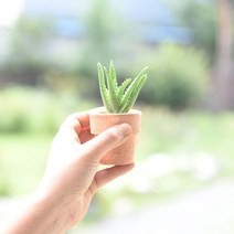 예쁜다육이 모음 다육식물 빈티지 화분 미니다육, 비목단(노랑)