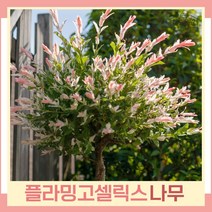 버드나무 묘목 무늬버들 플라밍고셀릭스 스탠다드형 R3cm(분) 1개