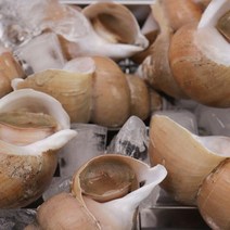[팜쿡] 생물 백고동 1kg 대 10-15미 기준, 없음