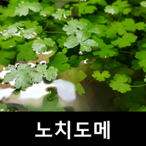 노치도메 (30잎) 초보자수초 자연수초