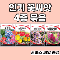인기꽃씨앗 4종 묶음 양귀비 물망초 쑥부쟁이 겹접시꽃, 6set