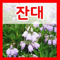 잔대 씨앗 1g 잔대씨 약초 파종 종자 재배 채소 키우기