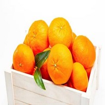 우체국쇼핑 선물용 레드향 5kg 과수선택 ( 13~15과 )