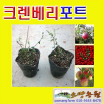 (D소망)크렌베리묘목(포트) 중품 1그루