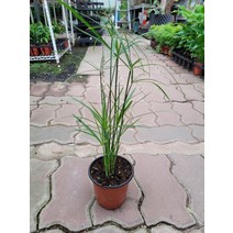 15~35cm 시페루스 수생식물 소품 29, 1개