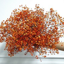 [플라라] 드라이플라워 프리저브드플라워 안개꽃 한단 반단, 16. 주황 (한단)