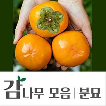 [경민농원]감나무분묘 감나무결실주 태추단감 차량단감 2년생 (R2점내외)