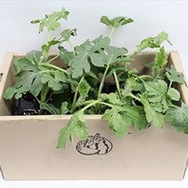 망고수박 모종 베란다 식물 과일 키우기 세트 주말농장 텃밭 1박스 5모종, 단품