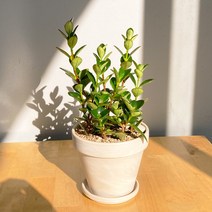 [1+1 SET] 금붕어 꽃 공기정화식물 키우기쉬운 반려식물 레마탄 독일 토분, 화이트(11cm), 쵸콜렛(11cm), 화분받침(2개)