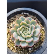 [앤다육] 화이트미니마 복륜금 다육식물 / 다육 / 다육이