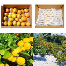 [삼시세끼연구소] 제주도 하우스 귤 감귤 밀감 1kg 2kg 3kg 5kg 고당도 2s 로얄과 꼬마 중과 가정용 조생 비가림, 2.하우스귤2kg, 소과(2S - S)
