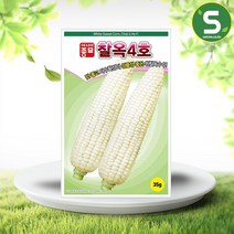 솔림텃밭몰 흰찰옥수수씨앗 35g 옥수수씨앗 찰옥4호 약100립