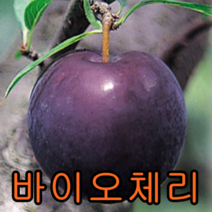 바이오체리(흑자두)접1특 1그루+왕자두 1그루 묶음 나무 묘목 과일나무 유실수