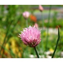허브(Herb)/채소식물 차이브 화분모종 4개 (L0257)