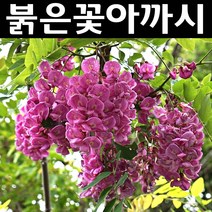 붉은꽃아까시나무 묘목 실생2년 뿌리 특묘 3개/정원/공원/조경수