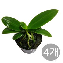 트리앤 1+1+1+1+1(4개) 대엽풍란 / 나도풍란 대엽/ 소엽풍란/ 죽도석곡 / 해왕환 /소엽풍란 중품, 01. 1+...(4개) 일반 대엽 풍란 1개