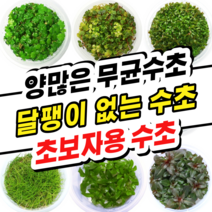 [수초스토어] 무균 컵 조직배양 수초모음전 / 구피 새우 어항 검역 쉬운 키우기 예쁜 은신처 전경 중경 후경 초보 자연 풍성한 흑사 무이탄 치어 베타 열대어, 12. 알테란테라 레이넥키 미니