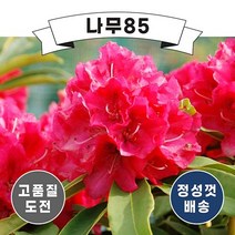 (나무85) 만병초 포트(무병장수 기원), 1. 만병초(마르셀메나드) 포트