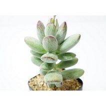 [호피방울복랑금] -0503 홈가드닝 리톱스 코노피튬 관엽 분재 선인장 키우기쉬운 아프리카 다육이 공기정화식물 특이한 귀여운 예쁜 희귀한 키우기쉬운 인테리어 생일 승진 개업선물