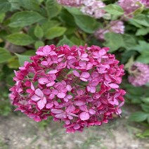 수국 루비아나벨 수국 5치화분 꽃나무화분, 혼합색상, 1세트