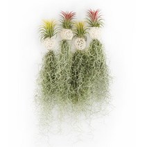 갑조네 화이트볼 수염틸란드시아(1+1) 2020.06 신상품 공기정화식물 틸란드시아 인테리어 먼지먹는 식물